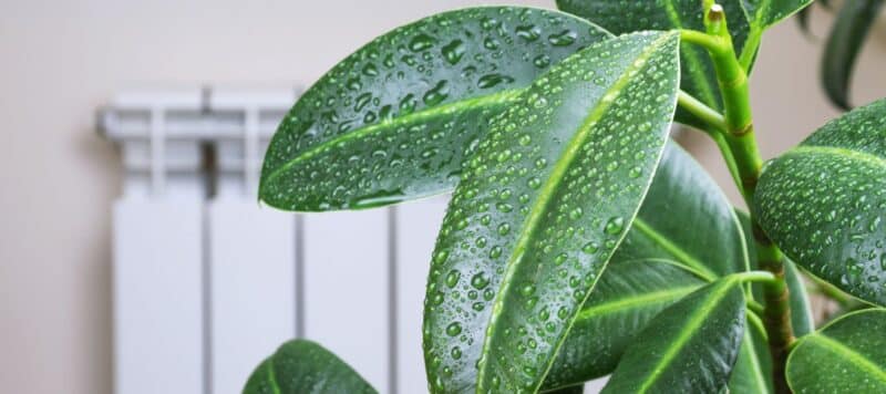 closeup of a large green plant with thick leaves that have water drops on them, representing humidity inside a home